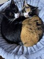 中村橋整体院&nbsp;我が家の猫たちとっても仲良しです。