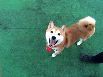 ブアサワン(Bua Sawan)/当サロン営業部長