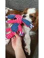 ヴィーナス(Venus) 愛犬のviviです|生後11ヶ月になりました|かわいい|||