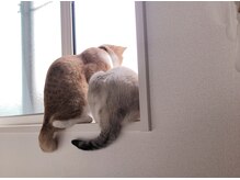 猫がいる事があります。苦手な方は予約時にお知らせください