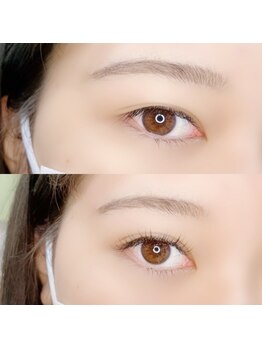 ルピナス(Lupinus)/LEDフラットラッシュ120本