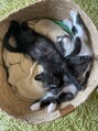 アブニール 大山台店(AVENIR)&nbsp;黒猫と黒白猫の兄弟猫を新たに迎えました♪可愛くて涙出てます