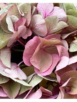 ルーチェ(Luce)/◇ブライダル◇