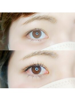 ルピナス(Lupinus)/LEDフラットラッシュ120本