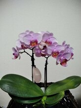 ホグラボ 横須賀中央本店(HOGULABO)&nbsp;渡辺 ワタナベ