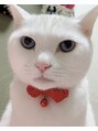 月猫 自宅でお留守番している白猫☆うちの可愛いアイドルちゃんです!