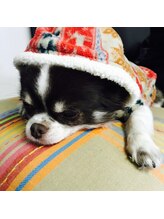 アイラッシュアンドネイル シエル(Ciel)/看板犬チャム