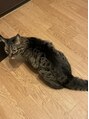 リア 門前仲町店(li'a) 実家で飼っているネコのぴーちゃんです!