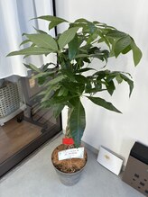 ハク整体院(Haku整体院)/観葉植物