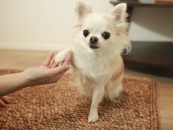 ノエッシュ(NOESH)/看板犬ココちゃん