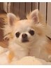 看板犬ココちゃん☆玄関でお出迎え～お部屋までご案内サービス♪