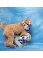 バレンタイン(Valentine) 愛犬のぽんずくんともずくりんです♪
