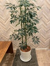 青梅やわらか整体/お客様を出迎えるカポック