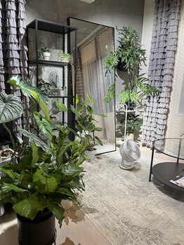 自然美人/春＊観葉植物元気になりました