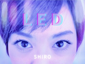 シロ(SHIRO)