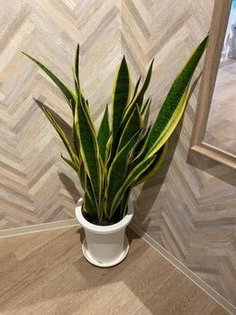 青梅やわらか整体/空気をキレイにするサンスベリア