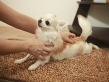 ノエッシュ(NOESH)/看板犬ココちゃん