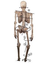 バズ カイロプラクティック(VAZ)/キネマティックチェーン運動連鎖