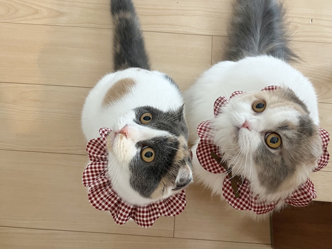 ネココ(NECOCO)｜ホットペッパービューティー