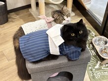 晴々/夏を先取り！浴衣にゃんず