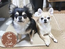 ネイルサロン コロ(nail salon Colo)の雰囲気（看板犬のチワワが2匹います。ネイルスペースには、入りません。）