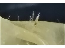 シエスタ 新小岩の雰囲気（しつこい角栓、お肌の垢、産毛をごっそり掃除します。）