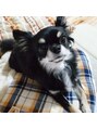 みゆう整体院&nbsp;うちの愛犬、豆花(とうふぁ)です女の子です