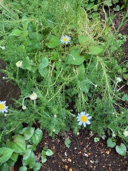 ルナソル(Lunasol)/庭