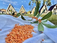 レプッカミエリ(leppcamieli)