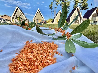 レプッカミエリ(leppcamieli)の写真