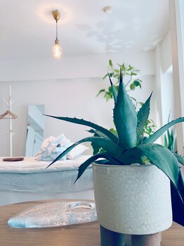 リリーボワ(LillyBois)/植物