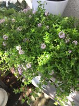 プチローズ/フレッシュハーブティーいかが？