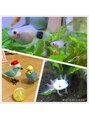 ベイブリーズ(Bay Breeze) 我が家の家族たちです。インコのルルちゃん☆