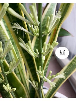 桃の木 吉祥寺店/サンスベリアの花が咲いたよ7/19