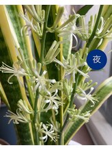 桃の木 吉祥寺店/サンスベリアの花が咲いたよ7/19