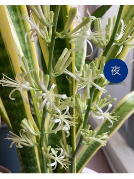 桃の木 吉祥寺店/サンスベリアの花が咲いたよ7/19