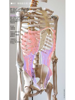 陸と月/骨格筋図no.007 脊柱回旋筋1/2