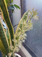 桃の木 吉祥寺店/サンスベリアの花咲いてます7/24