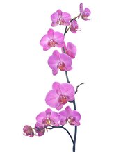 カトレア(Cattleya)&nbsp;Cattleya 中目黒