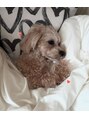 デイシー ビューティーサロン(deicy beauty Salon)&nbsp;マルプーのわんちゃん飼ってます♪