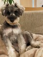 ドゥース(douce.) 初めてのワンコを飼いだし、メロメロです