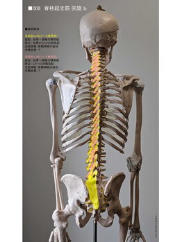陸と月/骨格筋図no.007_脊柱回旋筋2/2