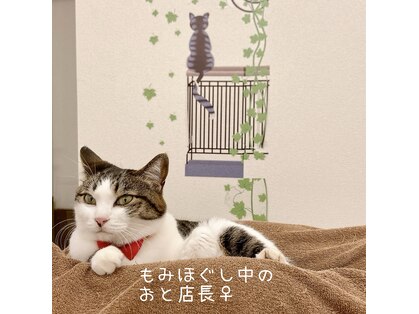 癒し日和 プラスにゃんこ 行徳店の写真