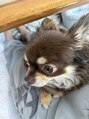 アイラサロン(Aira salon) 実家でチワワ飼ってます!溺愛。。!
