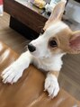 ココア整体 岐阜店(cocoa整体) 愛犬のこたつ君【岐阜/産後骨盤矯正】