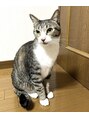 ブレラ(BRERA) 我が家の猫♂最近、柴犬♀も仲間入りしました！