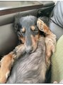 パルム 自由が丘&nbsp;愛犬☆ダックス４歳