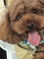 リカラボ接骨院 大曽根院 実家のトイプードルです。めちゃくちゃかわいいです!