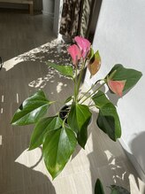 ククナ(Kukuna.)/植物