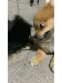 ソルニスデュオ(Solnis.-duo-)&nbsp;2匹飼うと仲良いのか？とよく聞かれますが写真のような感じです